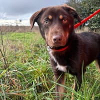 Bruno, dog to adopt