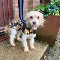 Emerald, female dog to adopt