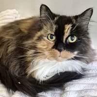 Bubby, Tigerr & Zebby, female cat to adopt