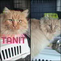 TANIT, chatte à adopter
