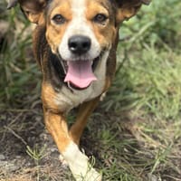 Jungo, chien à adopter