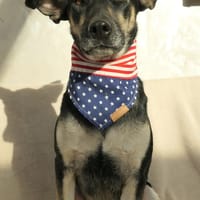 Mimi, chienne à adopter