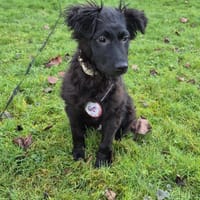 Momo sucht sein Für-immer-Zuhause 🐾, Hund zur Adoption