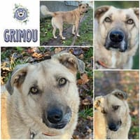 GRIMOU * toller Typ für Erfahrene, Hund zur Adoption