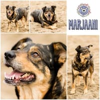 MARJAANI* Charmante Persönlichkeit, Hündin zur Adoption