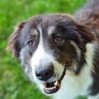 Kuschelbär KODA, Hund zur Adoption