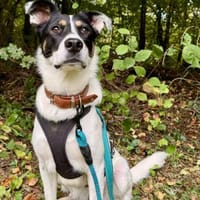 Boroka, entspannte Junghündin,11M 83064, Hündin zur Adoption