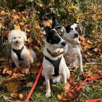 Boroka, entspannte Junghündin,11M 83064, Hündin zur Adoption