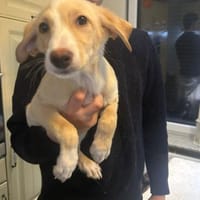 Hübscher Henry, Hund zur Adoption