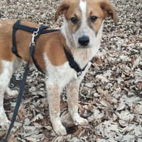 Süßer Eddi🌺 sucht liebevolles Zuhause, Hund zur Adoption