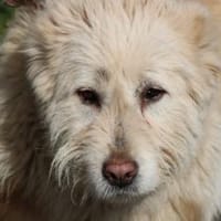 Sandy - hübsche Wuschelhündin, Hündin zur Adoption