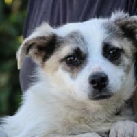 Pinti - goldiger, kleiner Jungrüde, Hund zur Adoption