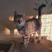 Lora, hübsches Tigerkätzchen, ca. 7 M, Katze zur Adoption