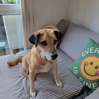 Jopp, fröhlicher, stubenreiner Kerl, 8J, Hund zur Adoption
