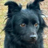 Mimi, Hündin zur Adoption