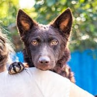 Frodo, lustiges Kämpferherz, ca. 6 Monat, Hund zur Adoption