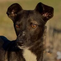 Elli, Hündin zur Adoption