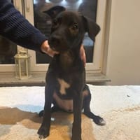 Kleine Greta, Hündin zur Adoption