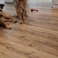 Lumpi sucht seine Familie, Hund zur Adoption