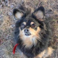 Tammy,süß u. liebevoll, Hündin zur Adoption