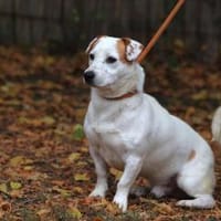 Rusty sucht Action und sein Körbchen, Hund zur Adoption