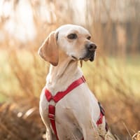 Trick sucht seine Familie, Hund zur Adoption