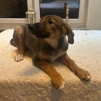 Verschmuster Pino, Hund zur Adoption