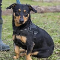 Hermina  großes Herz auf kurzen Beinen, Hündin zur Adoption