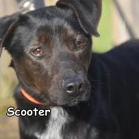 SCOOTER, Hund zur Adoption