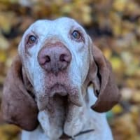 Walker - wartet in 42859 Remscheid, Hund zur Adoption