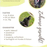 💕Sunny💕 sucht ihre Menschen💕, Hündin zur Adoption