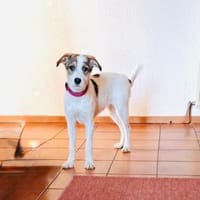 Lilly ein super liebes Mädchen, Hund zur Adoption