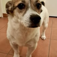 Nacho, freundlich, lernfreudig,neugierig, Hund zur Adoption
