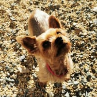 Trixie su. Gnadenbrotplatz, Hündin zur Adoption