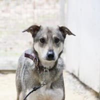 Lilo su. Paten, Hund zur Adoption