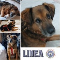 LINEA * ruhige, genügsame Hündin, Hündin zur Adoption