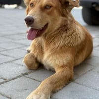 Rachel - verschmuste & aktive Hündin, Hündin zur Adoption