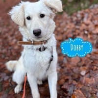 Dobby ein kleiner Sonnenschein, Hund zur Adoption