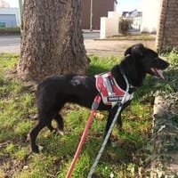Tikva PLZ 52... Pflegestelle, Hündin zur Adoption