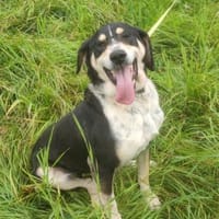 Kyro - fröhlich und aktiv, Hund zur Adoption