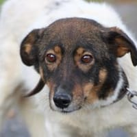 Jojola - zutraulich u. kinderlieb, Hündin zur Adoption