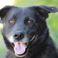 Shamejo - liebenswert u. angenehm, Hund zur Adoption