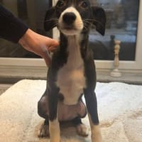 Süße Freya, Hündin zur Adoption