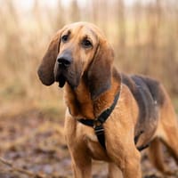 Billy ein sanfter Riese, Hund zur Adoption