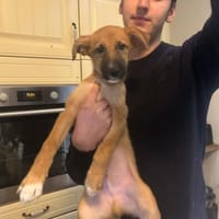 Fröhlicher Whisky, Hund zur Adoption