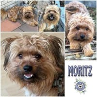 MORITZ * glücklicher Wuschel, Hund zur Adoption