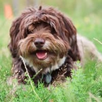 Mogli - klein aber oho!, Hund zur Adoption