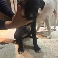 Welpenmädchen Amira, Hündin zur Adoption