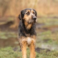 Vicky Griffon-Mix-Hündin, Hündin zur Adoption