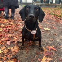 💙Cormac💙 such sein Zuhause, Hund zur Adoption